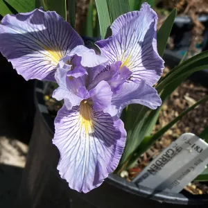 Iris 'Canyon Bliss', SBBG Cultivar, 93-183 plant label, growing in one-gallon nursery pot