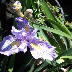 Iris 'Canyon Bliss', SBBG Cultivar, growing in one-gallon nursery pot