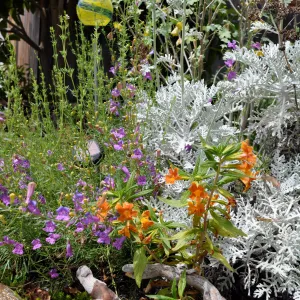 Mixed border with Mimulus