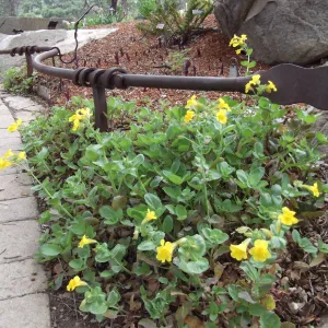 yellow mimulus in the Orchid Display at SBBG