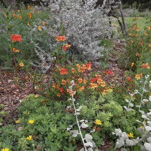 Mixed border with Mimulus