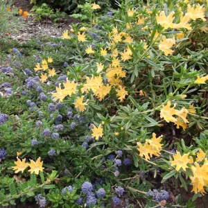 Mimulus (Monkeyflower) and Ceanothus (California Lilac) growing together, SBBG