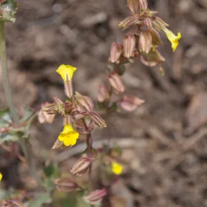 Mimulus guttatus