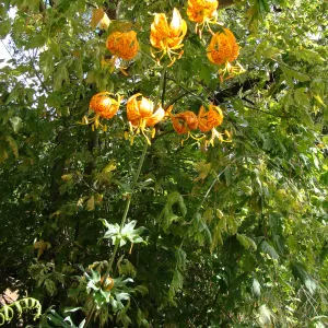 June in the Garden, Lilium humboldtii inflorescence at the Pond