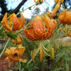 June in the Garden, Lilium humboldtii inflorescence at the Pond