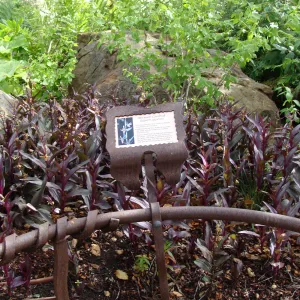 June in the Garden, Orchid Display Garden