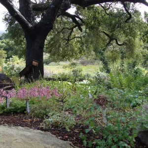 June in the Garden, Orchid Display Garden