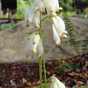 June in the Garden, Orchid Display Garden