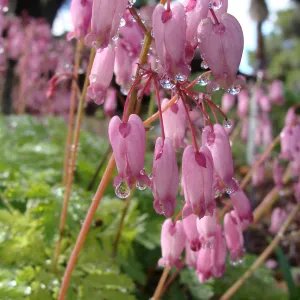 June in the Garden, Orchid Display Garden