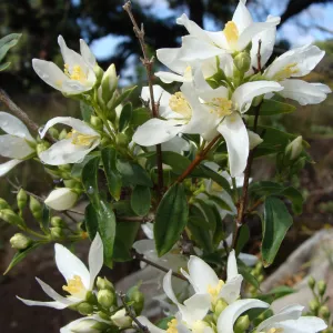 June in the Garden, Bullard Brook display