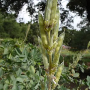 June in the Garden, SBBG Conservation Display Garden, Thermopsis fruit