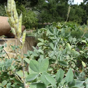 June in the Garden, SBBG Conservation Display Garden, Thermopsis fruit