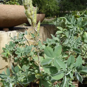 June in the Garden, SBBG Conservation Display Garden, Thermopsis fruit