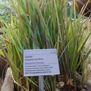 June in the Garden, SBBG Conservation Display Garden, Imperata brevifolia with Plant information label