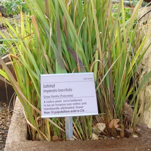 June in the Garden, SBBG Conservation Display Garden, Imperata brevifolia with Plant information label