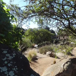 Desert Section