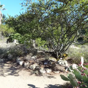 Desert Section