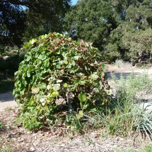 Vitis vining on wooden base, SBBG Meadow