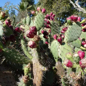 green Opuntia (Prickly-pear) with red fruits in the Desert Section