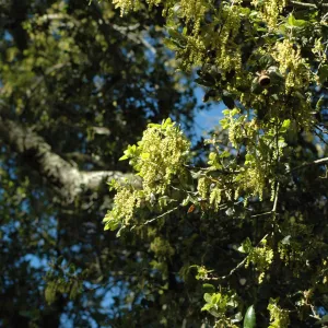 Coast live oak, Quercus agrifolia, flowering in the Garden