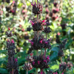 Hummingbird sage, Salvia spathacea in the upper Meadow border