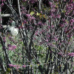 Cercis occidentalis (Redbud) in the upper Meadow, sun dial