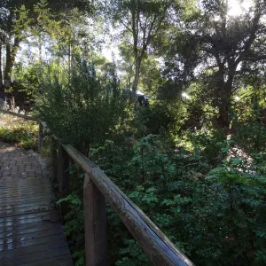 SBBG Arroyo Section, recent rainfall