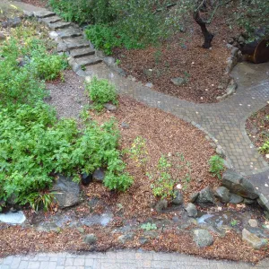 SBBG Arroyo Section, recent rainfall