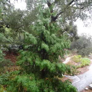 SBBG Arroyo Section, recent rainfall