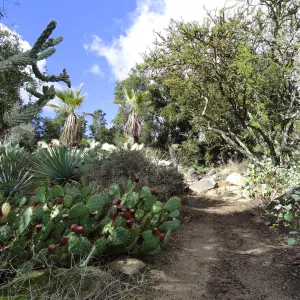 SBBG Desert Section, dirt path, blue sky