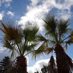 Palm trees in SBBG Desert Section with clouds and blue sky