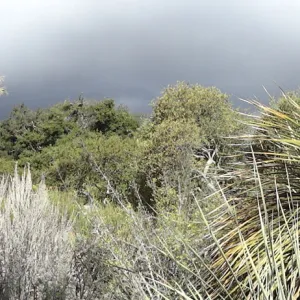 Desert Section panorama