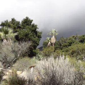 Desert Section panorama