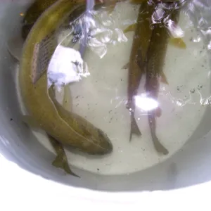 Steelhead trout release below Mission Dam. Larger fish to be released in pool immediately below dam.