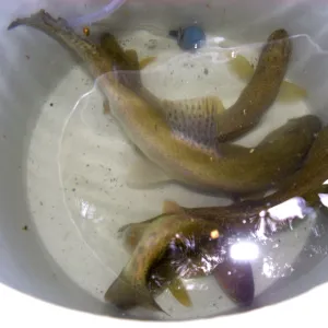 Steelhead trout release below Mission Dam. Larger fish to be released in pool immediately below dam.