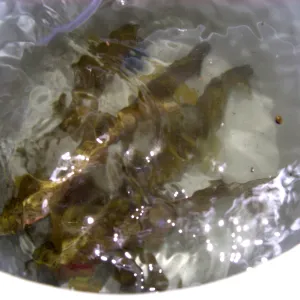 Steelhead trout release below Mission Dam. Larger fish to be released in pool immediately below dam.