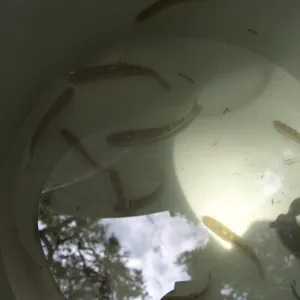 Steelhead trout release below Mission Dam. Smaller fish to be released among several pools below dam.