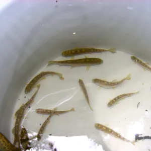 Steelhead trout release below Mission Dam. Smaller fish to be released among several pools below dam.