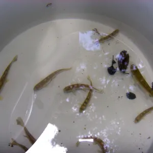 Steelhead trout release below Mission Dam. Smaller fish to be released among several pools below dam.