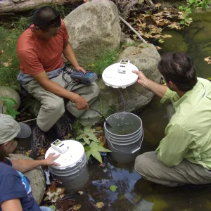 Steelhead trout release below Mission Dam. Matching the temperature of the water in the buckets to the pool.