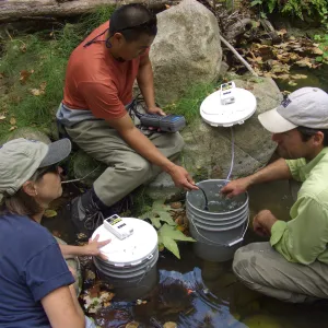 Steelhead trout release below Mission Dam. Matching the temperature of the water in the buckets to the pool.