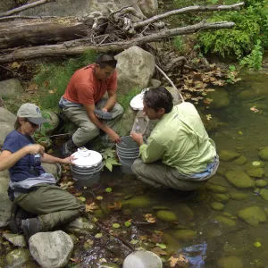 Steelhead trout release below Mission Dam. Matching the temperature of the water in the buckets to the pool.