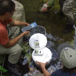 Steelhead trout release below Mission Dam. Matching the temperature of the water in the buckets to the pool.
