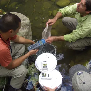 Steelhead trout release below Mission Dam. Matching the temperature of the water in the buckets to the pool.