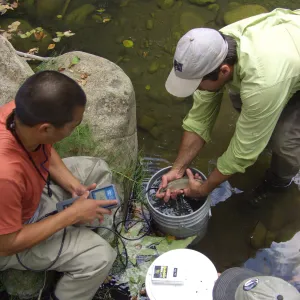Steelhead trout release below Mission Dam. Largest fish, the first to be released.