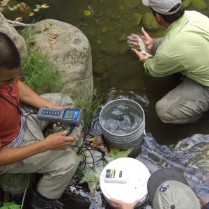 Steelhead trout release below Mission Dam. Releasing the first fish.