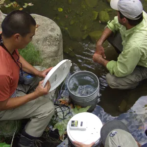 Steelhead trout release below Mission Dam. The first fish can be seen just to the right of the large boulder.