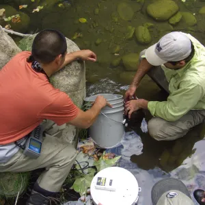 Steelhead trout release below Mission Dam. Releasing the remaining larger fish. They had to be encouraged to leave the bucket.