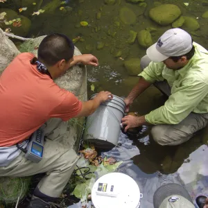Steelhead trout release below Mission Dam. Releasing the remaining larger fish. They had to be encouraged to leave the bucket.