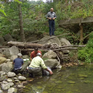 Steelhead trout release below Mission Dam. Releasing the smaller fish.